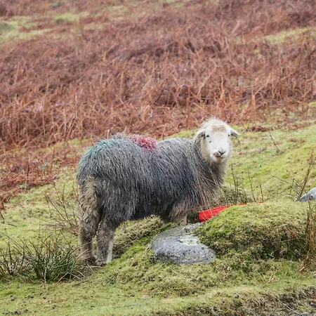 Apartamento Newfield 1 *